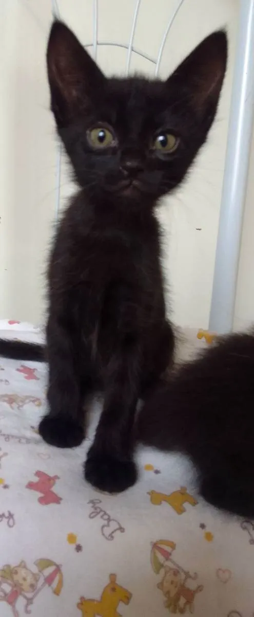 Gato ra a SRD idade Abaixo de 2 meses nome Bebês 