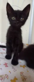 Bebês