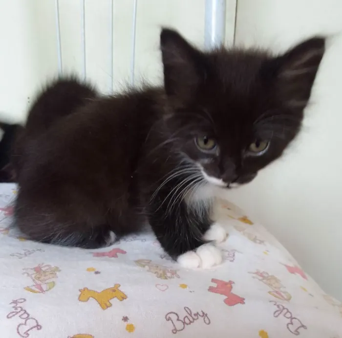 Gato ra a SRD idade Abaixo de 2 meses nome Bebês 