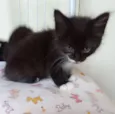 Bebês