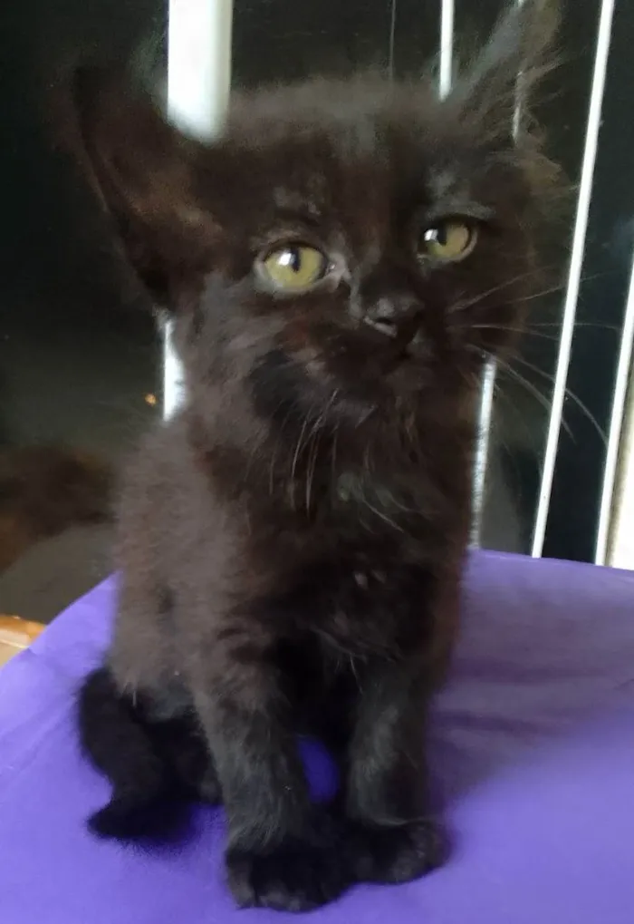 Gato ra a SRD idade Abaixo de 2 meses nome Bebês 