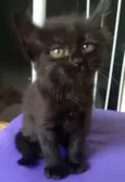 Bebês
