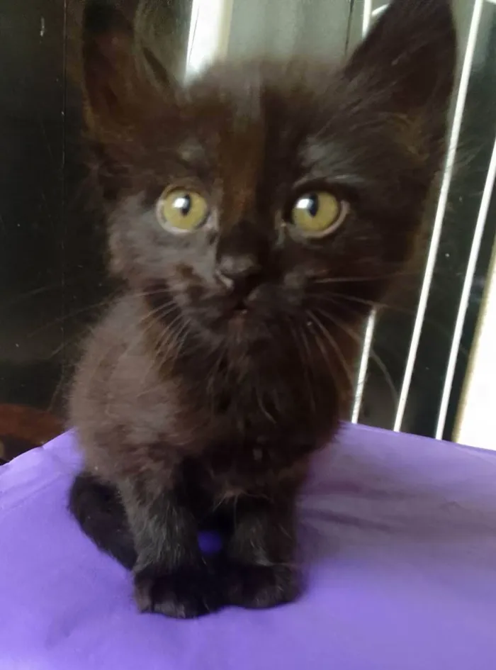 Gato ra a SRD idade Abaixo de 2 meses nome Bebês 