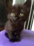 Bebês