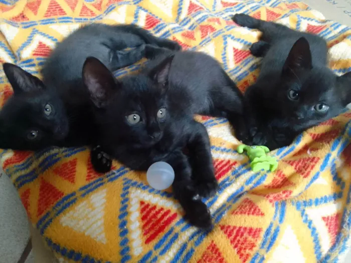 Gato ra a SRD idade Abaixo de 2 meses nome Bebês 
