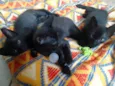 Bebês 