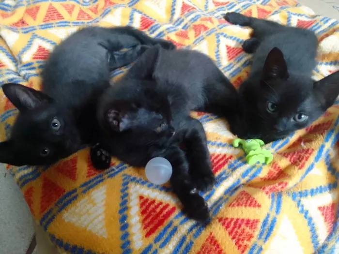 Gato ra a SRD idade Abaixo de 2 meses nome Bebês 