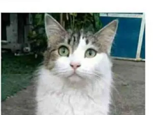 Gato raça srd bicolor idade 1 ano nome FIONA