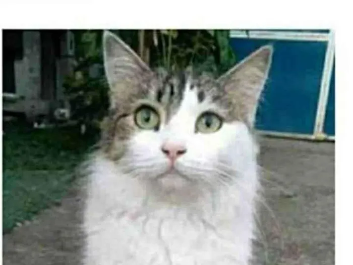 Gato ra a srd bicolor idade 1 ano nome FIONA