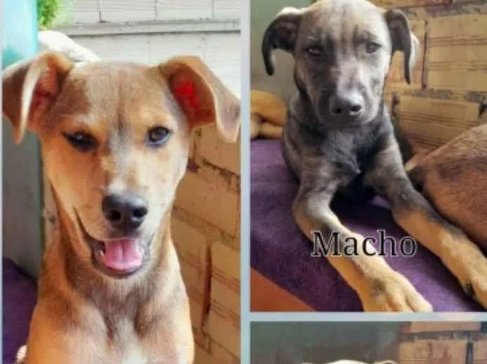 Cachorro ra a SRD  idade 2 a 6 meses nome Filhotes 