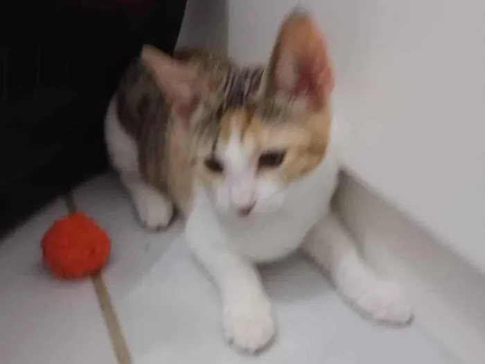 Gato raça Srd idade 2 a 6 meses nome Catarina 