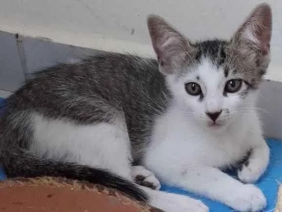Gato raça Srd idade 2 a 6 meses nome Riquinho