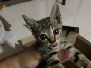 Gato raça Vira-lata idade Abaixo de 2 meses nome Ninhada de 3 gatinho