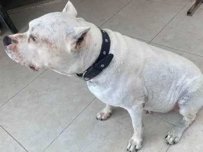 Cachorro raça Dogo Argentino idade 6 ou mais anos nome Timo