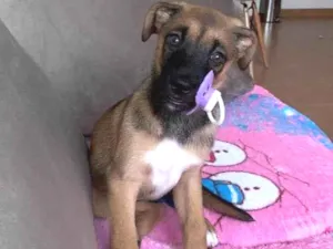 Cachorro raça sem raça definida  idade 2 a 6 meses nome Chlöe 