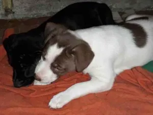 Cachorro raça Mestiço  idade Abaixo de 2 meses nome Sem nome