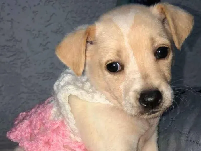 Cachorro raça Srd idade Abaixo de 2 meses nome Safira
