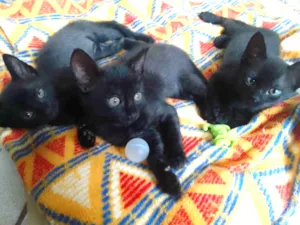 Gato raça SRD idade Abaixo de 2 meses nome Bebês 