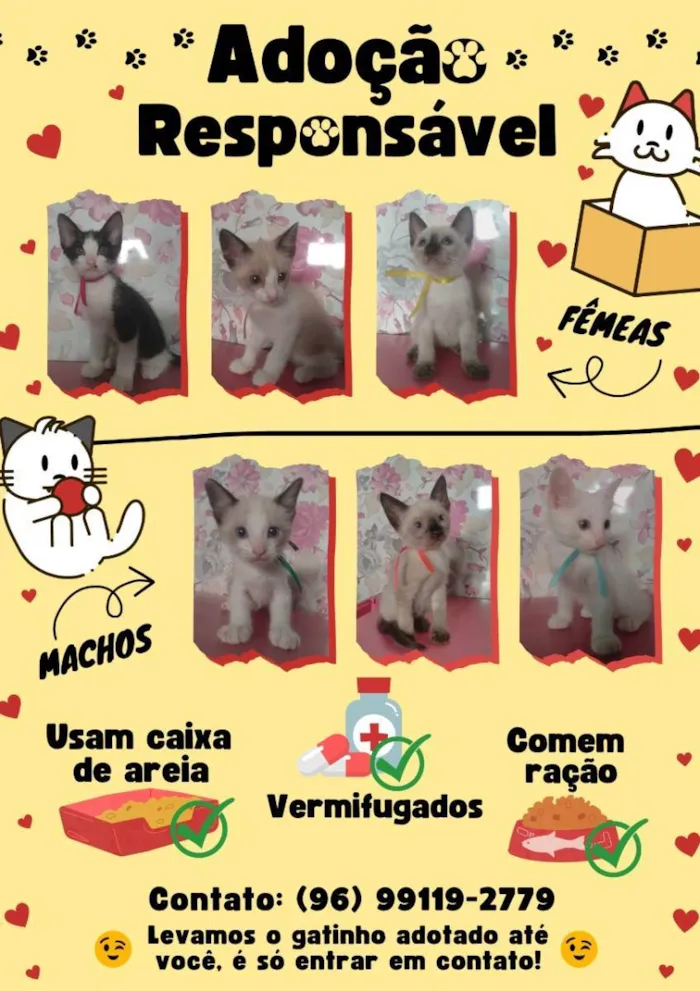 Gato raça  idade 2 a 6 meses nome Gatos filhotes