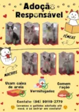 Gatos filhotes