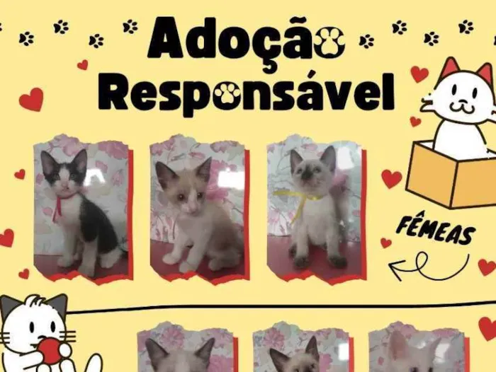 Gato raça  idade 2 a 6 meses nome Gatos filhotes