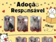 Gatos filhotes