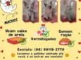 Gatos filhotes