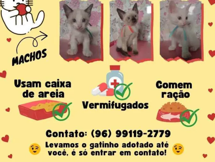 Gato raça  idade 2 a 6 meses nome Gatos filhotes