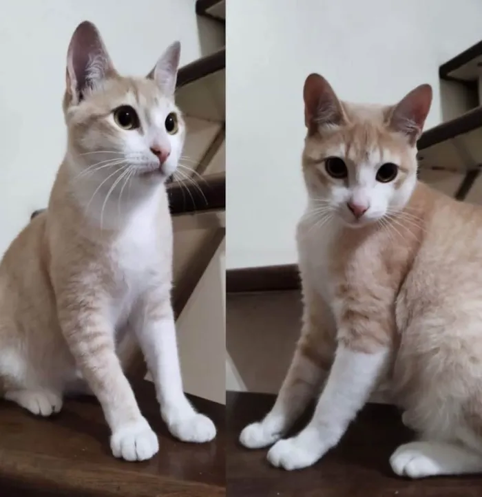 Gato ra a SRD idade 2 a 6 meses nome Laranjinha