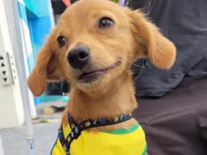 Cachorro raça  idade 2 a 6 meses nome Gengibre 