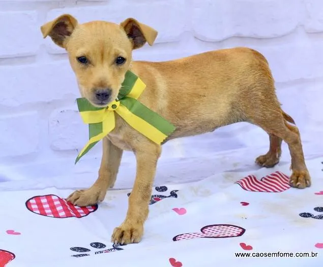 Cachorro ra a  idade 2 a 6 meses nome Curry 