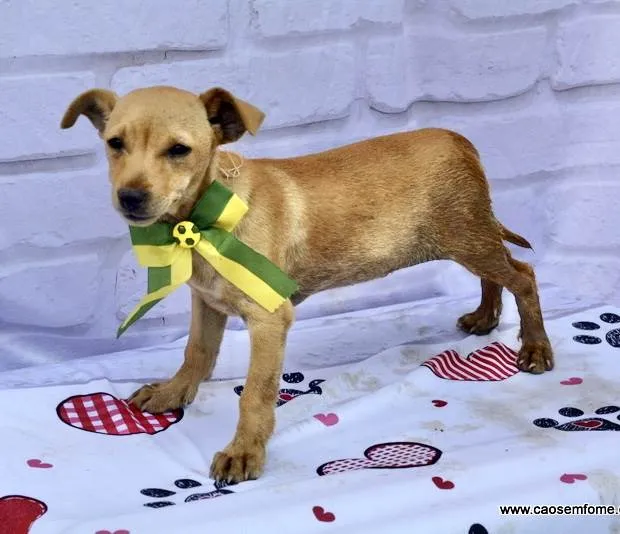Cachorro ra a  idade 2 a 6 meses nome Curry 