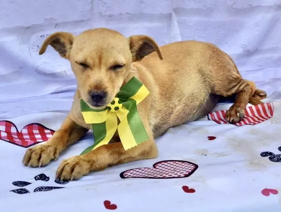 Cachorro ra a  idade 2 a 6 meses nome Curry 