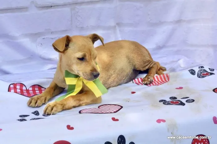 Cachorro ra a  idade 2 a 6 meses nome Curry 