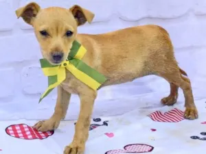 Cachorro raça  idade 2 a 6 meses nome Curry 