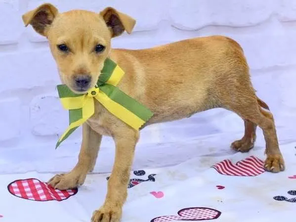 Cachorro ra a  idade 2 a 6 meses nome Curry 