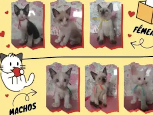 Gato raça  idade 2 a 6 meses nome Gatos filhotes
