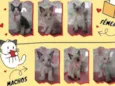Gatos filhotes