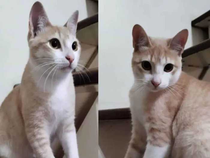 Gato ra a SRD idade 2 a 6 meses nome Laranjinha