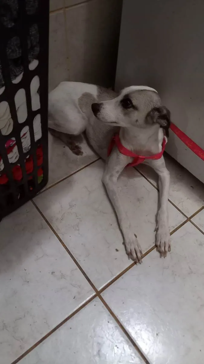 Cachorro ra a não sei idade 4 anos nome Mia