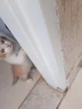 Pompom
