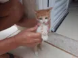 Pompom