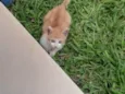 Pompom
