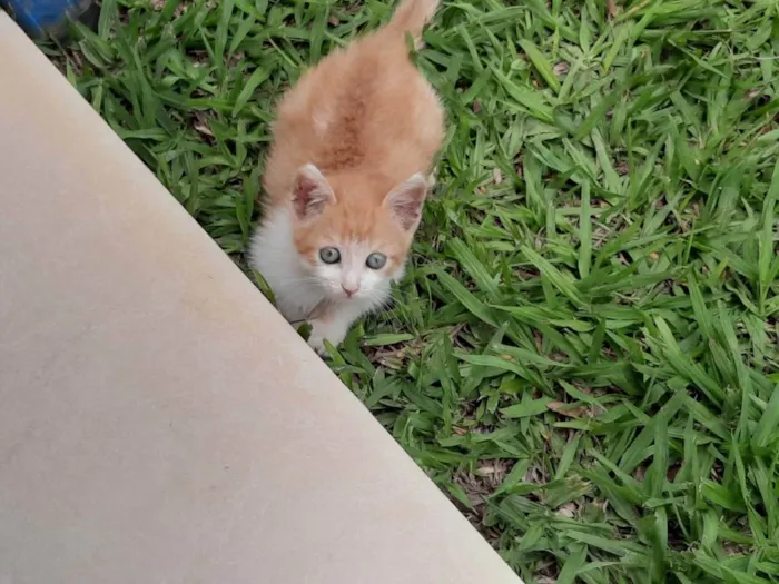 Gato ra a Felino SRD idade 2 a 6 meses nome Pompom
