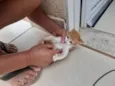 Pompom