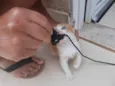 Pompom