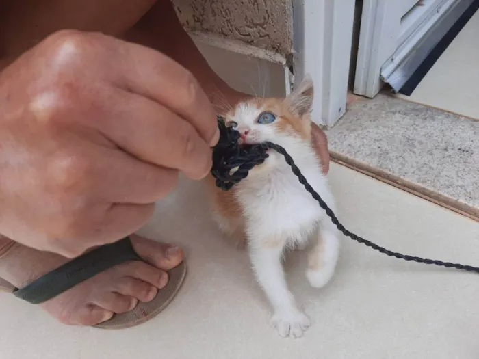 Gato ra a Felino SRD idade 2 a 6 meses nome Pompom