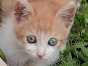 Gato ra a Felino SRD idade 2 a 6 meses nome Pompom
