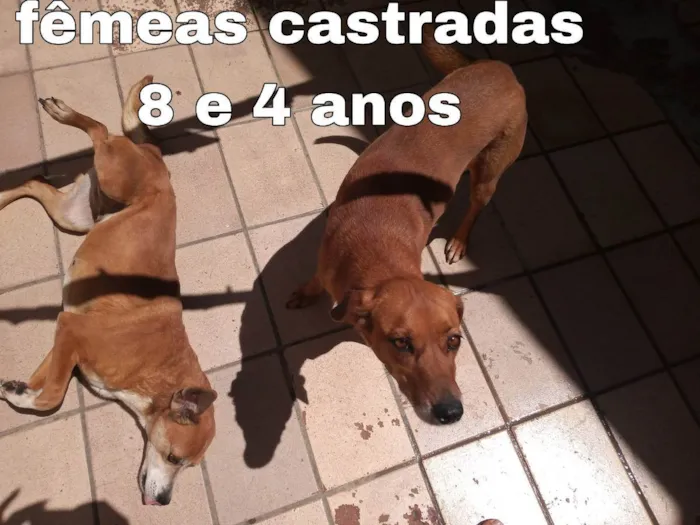 Cachorro ra a Sem raça definidav idade 6 ou mais anos nome Aisha, 