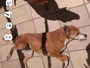 Cachorro raça Sem raça definidav idade 6 ou mais anos nome Aisha, 